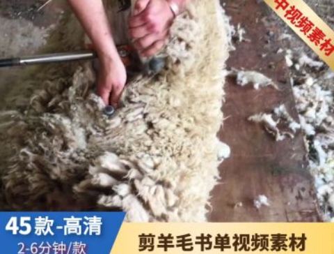 剪羊毛过程视频素材-大源资源网